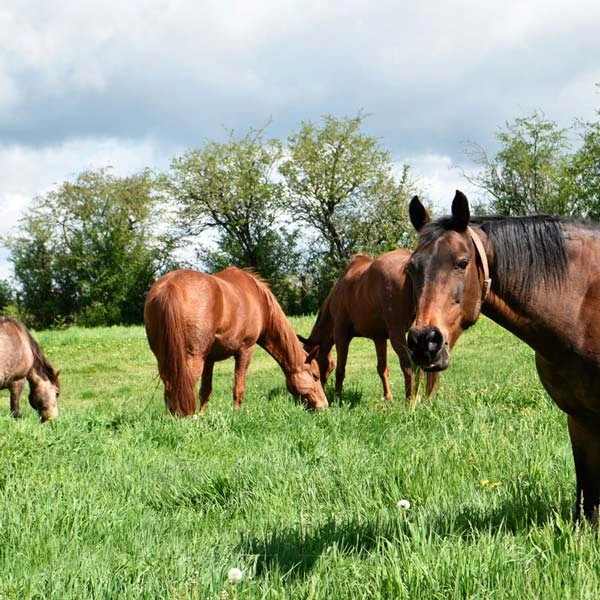 Pension pour chevaux à Servilly, Allier